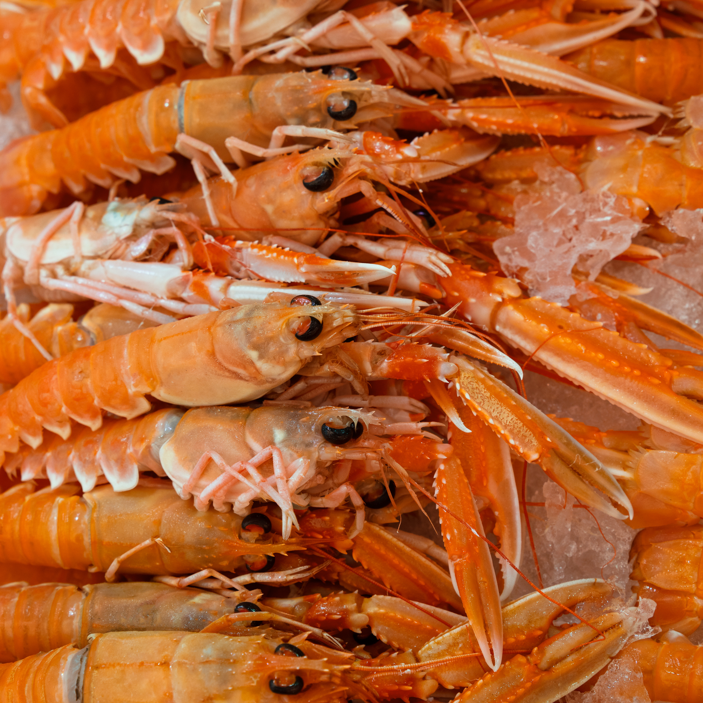 Frozen Raw Langoustines