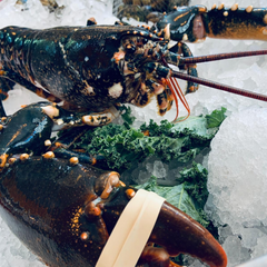 Locally Caught Live Lobster - The Fresh Fish Shop UK