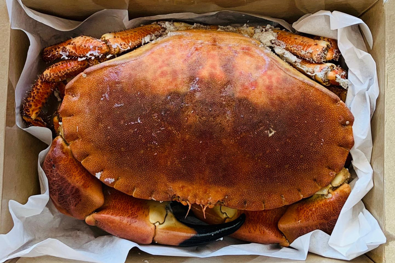Whole Cooked Crab (600-800g) - The Fresh Fish Shop UK