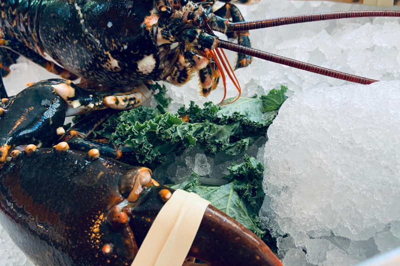Locally Caught Live Lobster - The Fresh Fish Shop UK