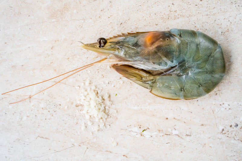 Shell-On King Prawns - The Fresh Fish Shop UK